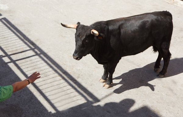 Ecuadro prohíbe la muerte del toro durante los espectáculos