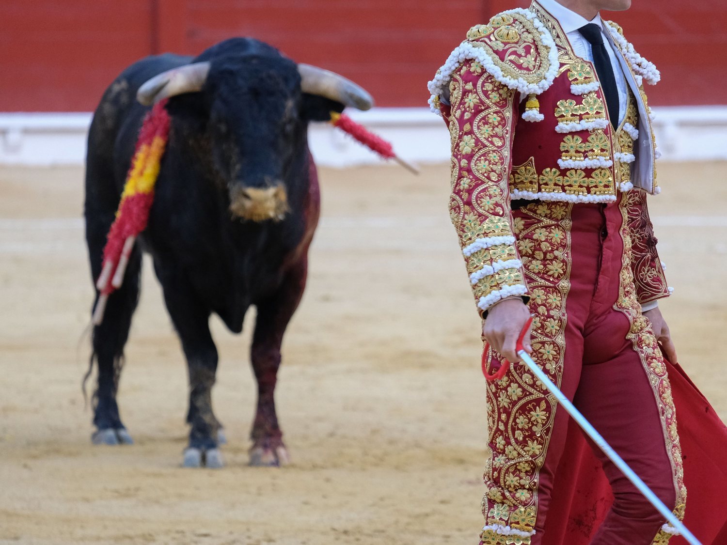 El final de los toros: así se ha gestionado la abolición de esta práctica en 8 países