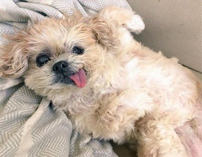 Muere Marnie The Dog, la perrita más adorable de Instagram famosa por su lengua