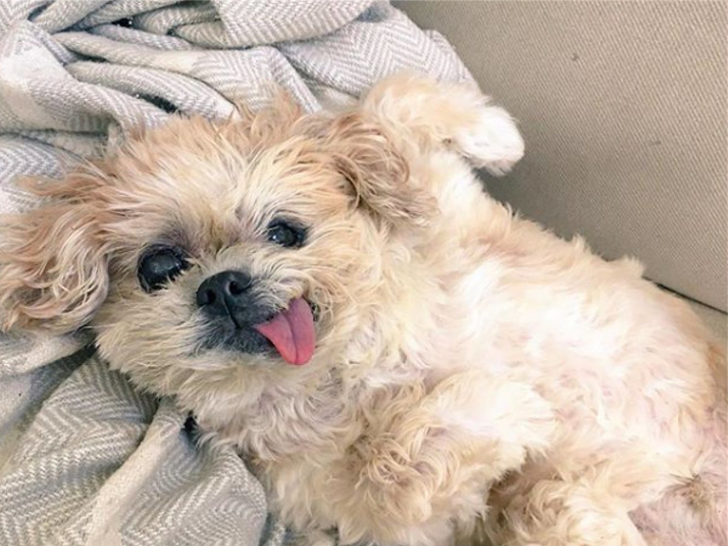 Muere Marnie The Dog, la perrita más adorable de Instagram famosa por su lengua