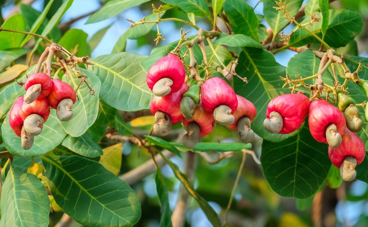 Los anacardos son ricos en proteínas, hidratos de carbono y minerales