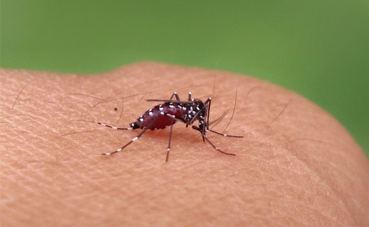 El dengue es causado por la picadura de un mosquito