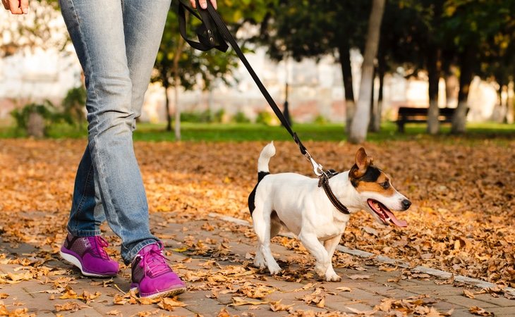 Los paseos a nuestras mascotas se permiten, aunque el Gobierno apela a la responsabilidad individual para acortarlos al máximo