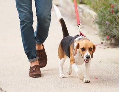 Se alquilan perros para pasear y burlar la cuarentena por el coronavirus