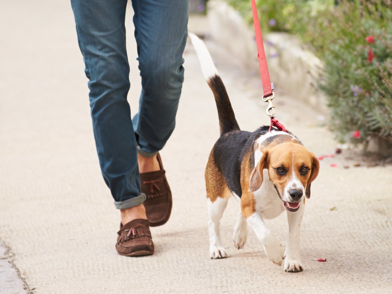 Se alquilan perros para pasear y burlar la cuarentena por el coronavirus