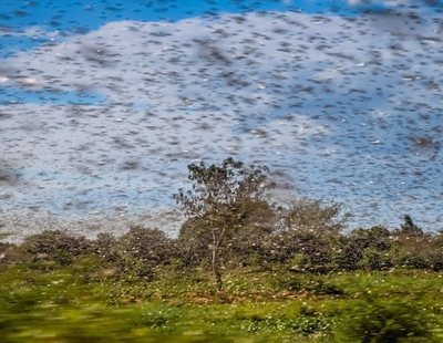 La plaga de langostas que afecta a África podría llegar a España