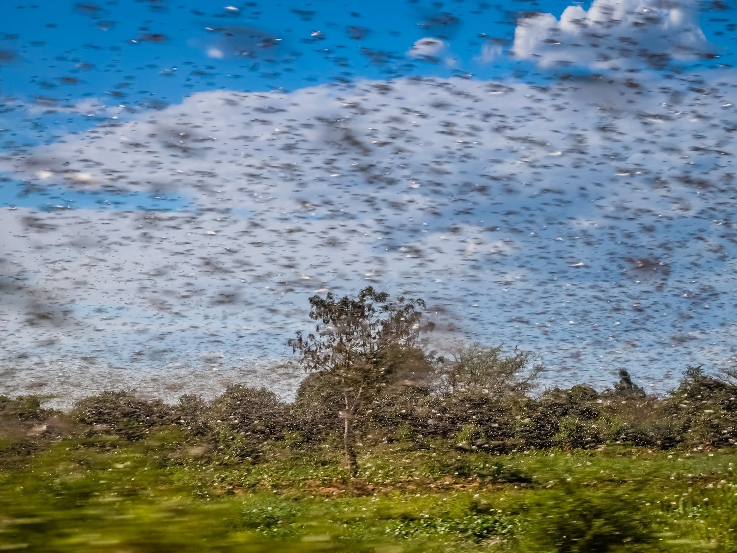 La plaga de langostas que afecta a África podría llegar a España