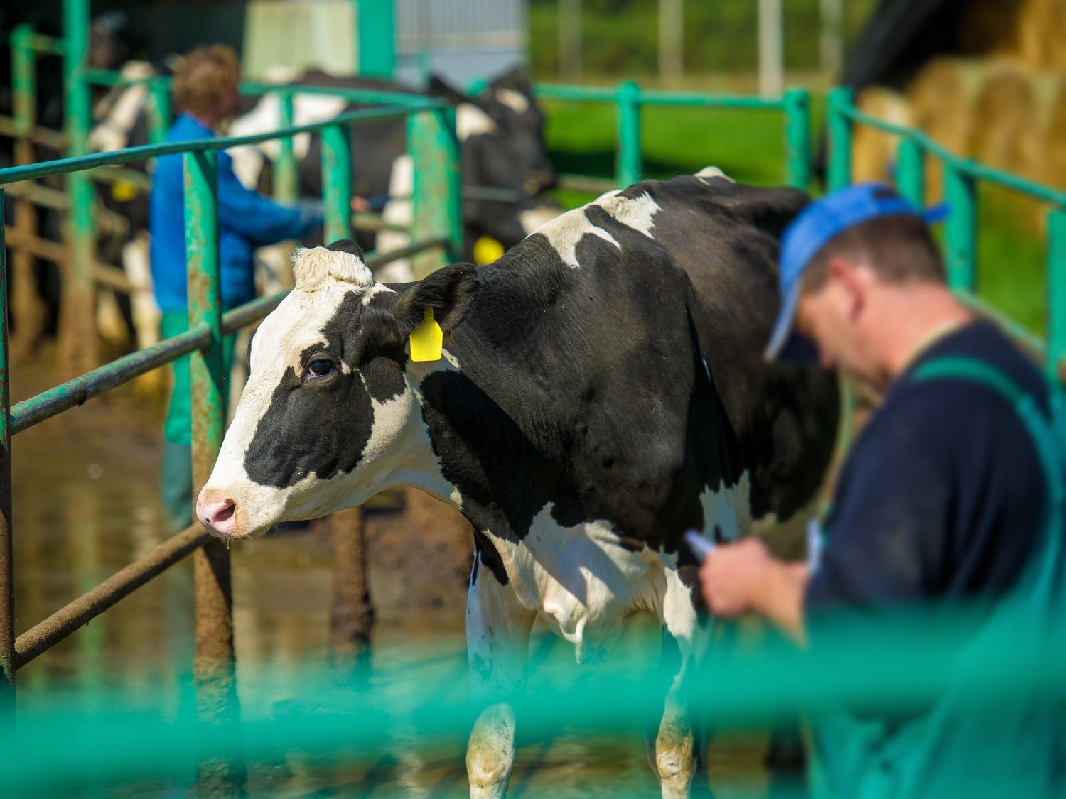 El consumo de carne y el sacrificio de animales en España se hunden por el coronavirus