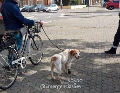 Multada en Sevilla por atar a su perro cojo al manillar de su bici para violar el confinamiento