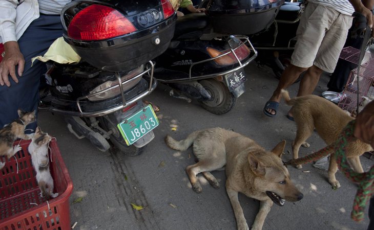 En regiones de China se venden perros y gatos en mecados para su consumo