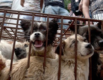 Ya no se podrá comer perros y gatos en China: dejan de ser considerados ganado