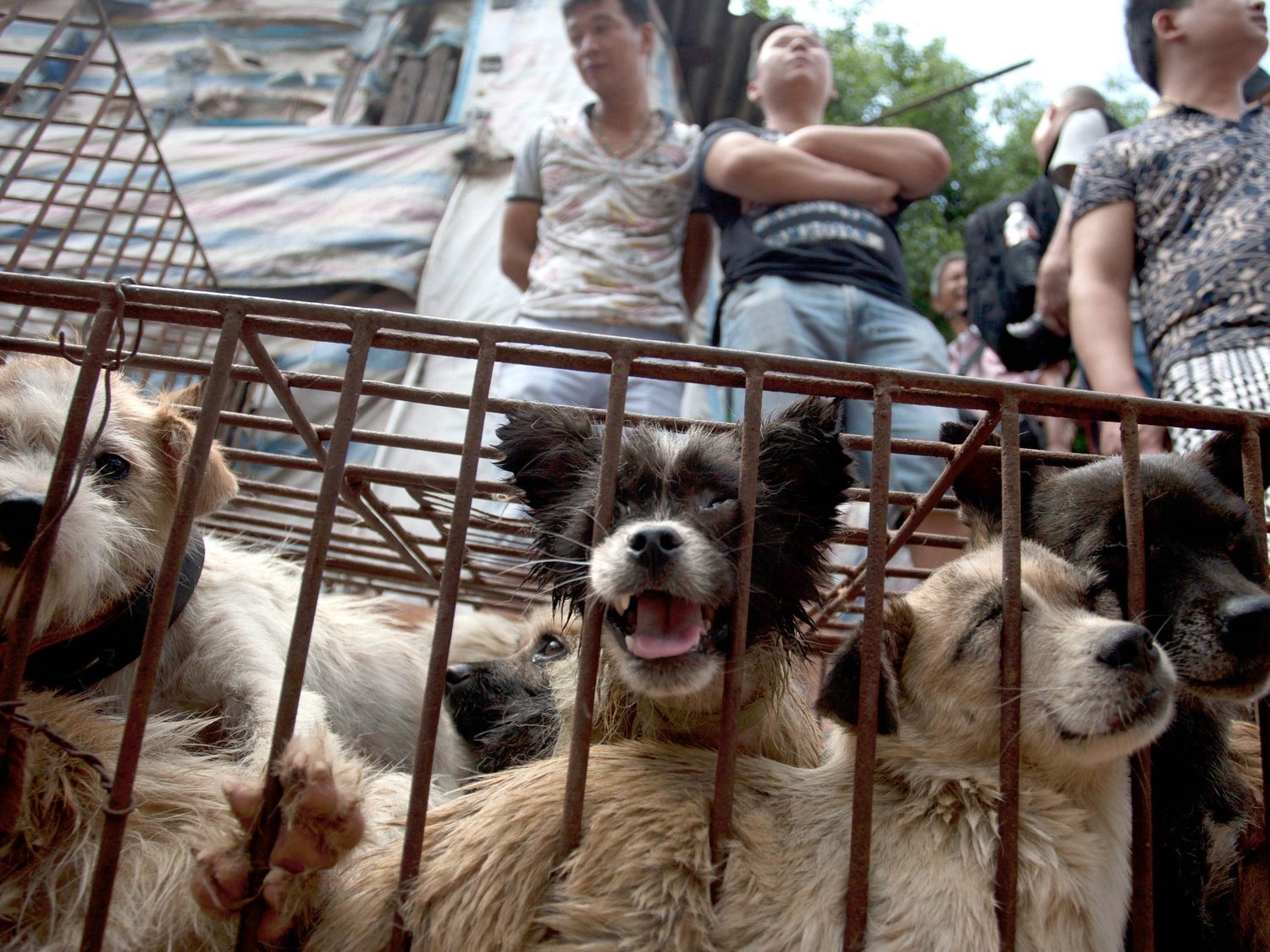 Ya no se podrá comer perros y gatos en China: dejan de ser considerados ganado