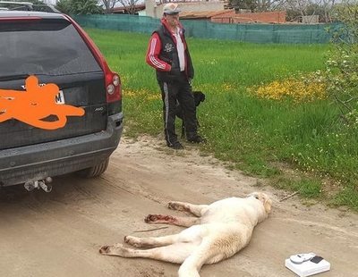 Se salta el confinamiento en Madrid y asesina a su perro con el coche ante su hijo de diez años