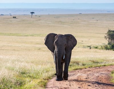 El último reto viral sobre estos animales que sacude las redes: ¿eres capaz de resolverlo?