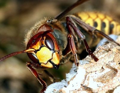 El avispón asesino, una nueva plaga que pone en alerta a Estados Unidos