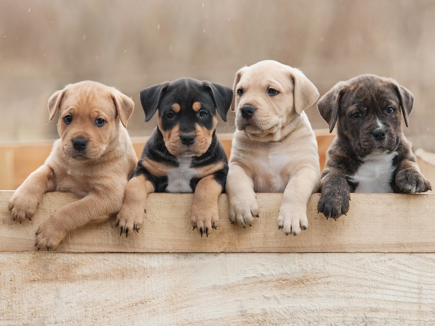 Detenido tras matar a cinco cachorros estampándolos contra el suelo