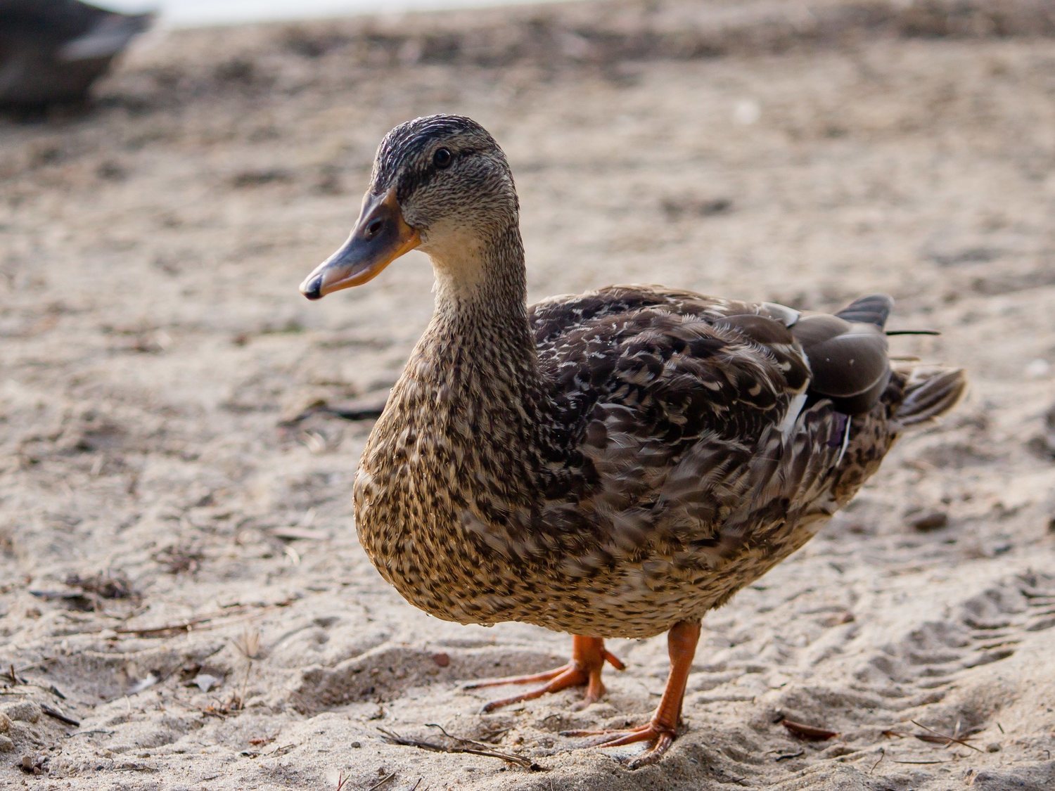 Duck Challenge: ¿Cuántos patos ves en la imagen? El reto viral que sacude las redes