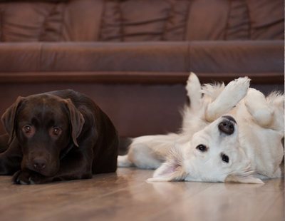 61.000 euros al año por cuidar una casa y dos perros: así puedes apuntarte a esta oferta de empleo