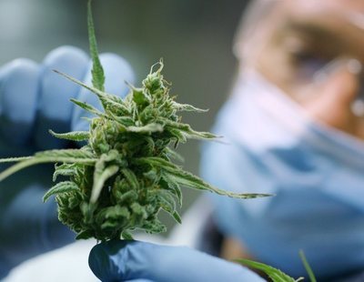 El cannabis podría ayudar en el tratamiento y prevención del coronavirus