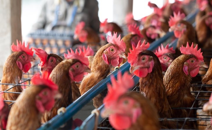 La cría intensiva de pollo genera el caldo de cultivo para una futura pandemia