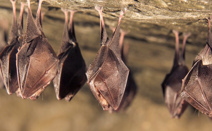 Los murciélagos es una de las especies más investigadas por los científicos