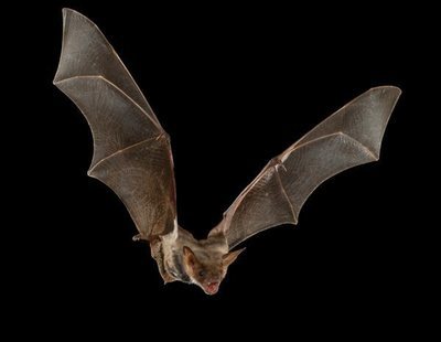 Hallan cientos de nuevos coronavirus en murciélagos de China