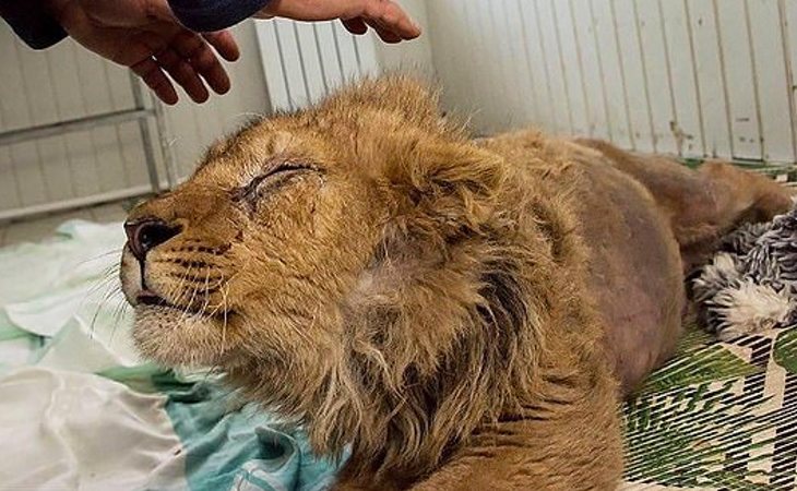 Simba poco a poco se está recuperando