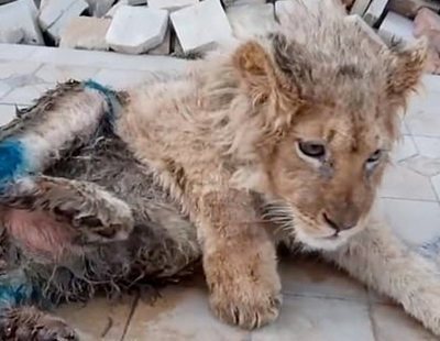 Le rompe las patas a un cachorro de león para que los turistas se hagan fotos con él