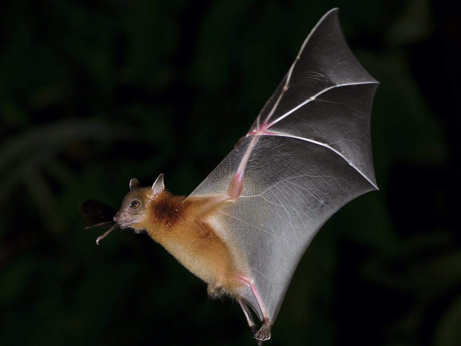 Se come un murciélago vivo ante la cámara para protestar contra las farmacéuticas