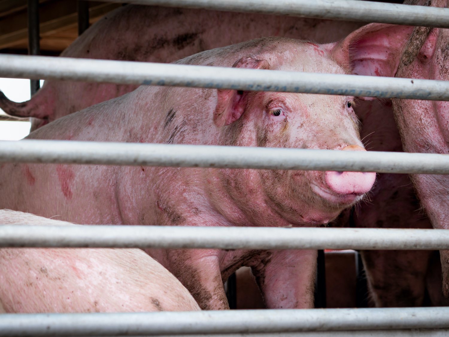 Detectan en China una cepa de gripe porcina desconocida con "alto potencial pandémico" en humanos