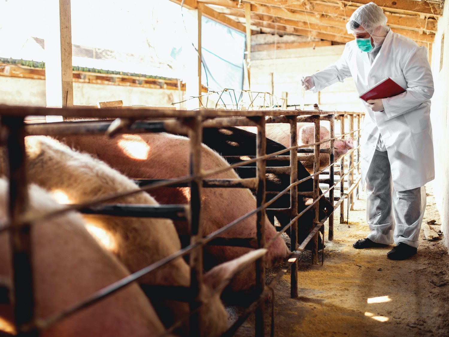 Inquietud entre epidemiólogos por la nueva gripe porcina de China: "Hemos visto contagios a humanos"