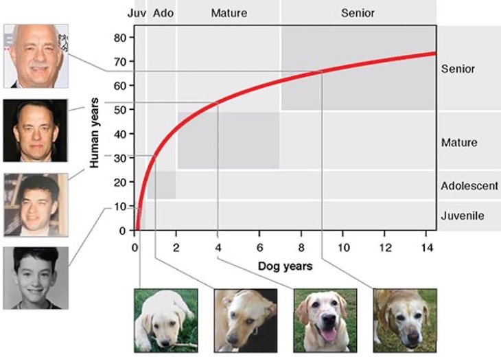 Gráfico compartido junto al estudio que nos permite comparar la edad real de los perros si fueran humanos