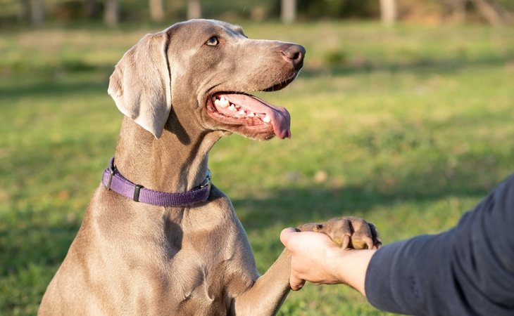 El nuevo hallazgo abre la puerta a nuevos tratamientos veterinarios