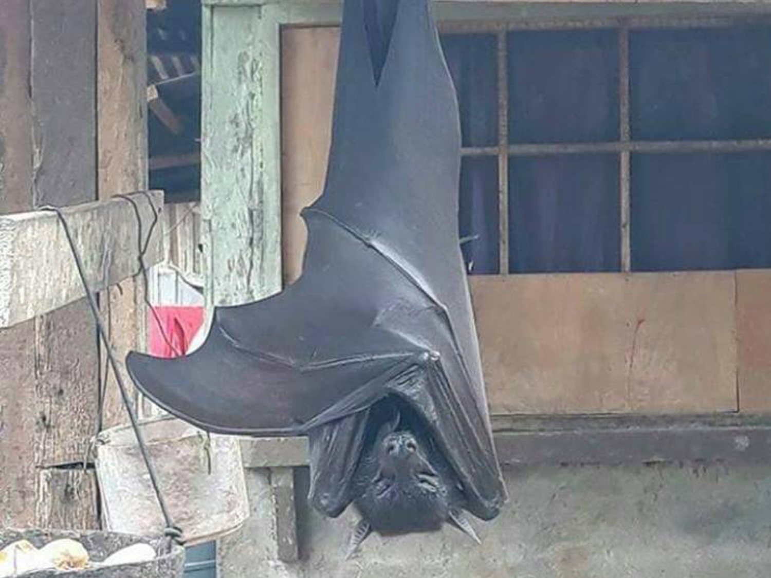 El aterrador murciélago gigante de 1,70 metros: es real y sacude las redes