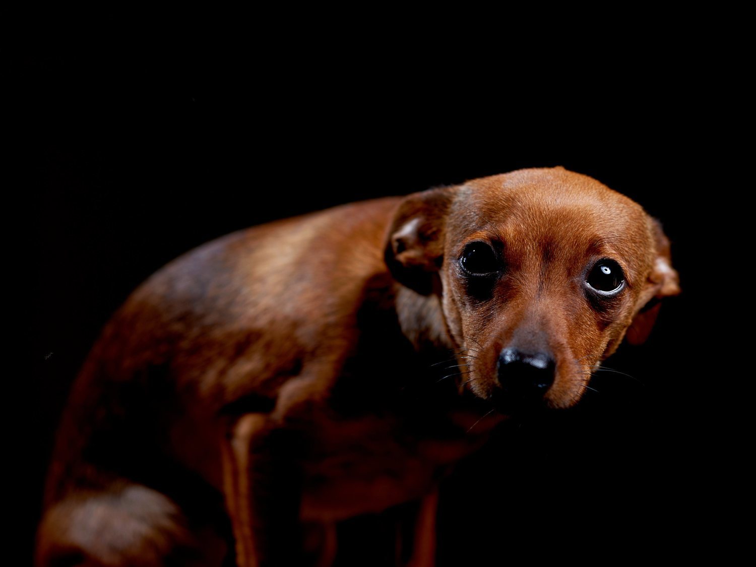 Una joven echa tabasco en los ojos y hocico de su perro y graba cómo se retuerce