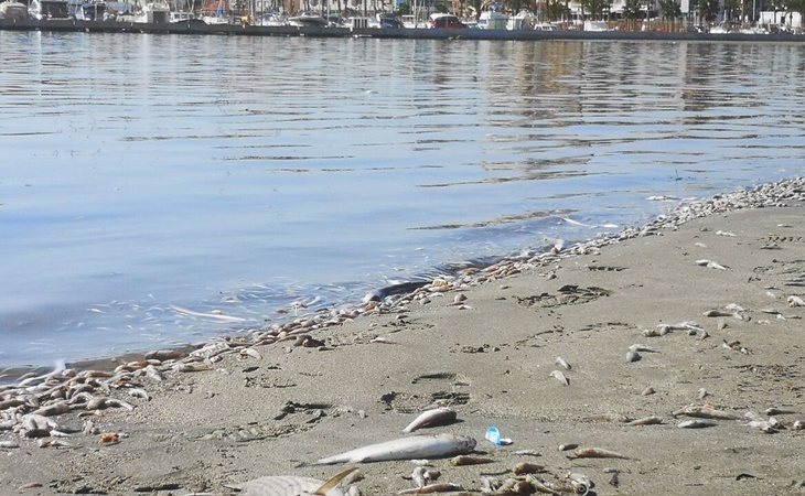 Peces muertos en el Mar Menor (Murcia)