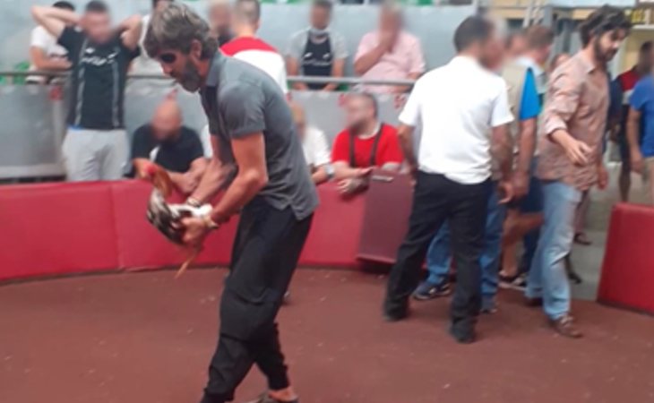 Juan José Padilla dejando un gallo en el centro de ring de pelea