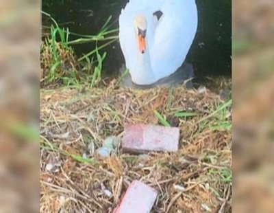 Un cisne muere de pena porque unos adolescentes destrozaron sus huevos con ladrillos
