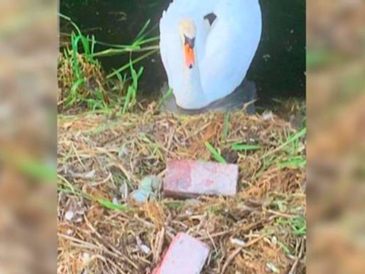 Un cisne muere de pena porque unos adolescentes destrozaron sus huevos con ladrillos