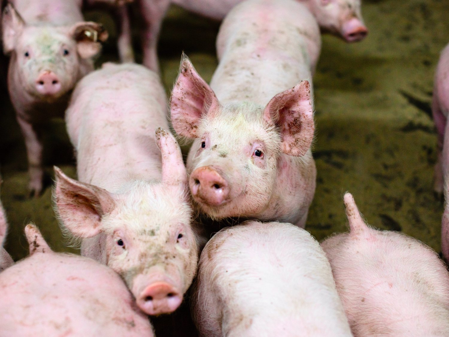 Descubren un hongo en cerdos y jabalíes españoles con gran potencial de infectar a humanos