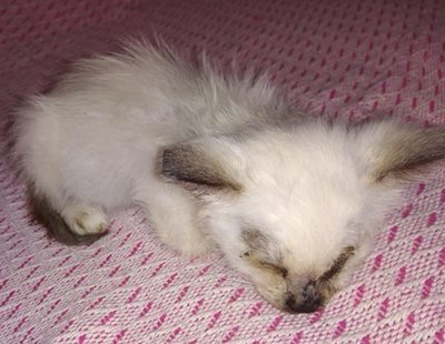 La Policía busca al responsable de haber arrancado los ojos y tirado a la basura a una gatita de un mes