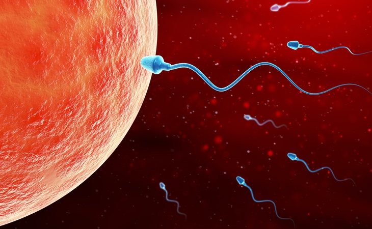 El movimiento de los espermatozoides es mucho más complejo de lo que pensábamos