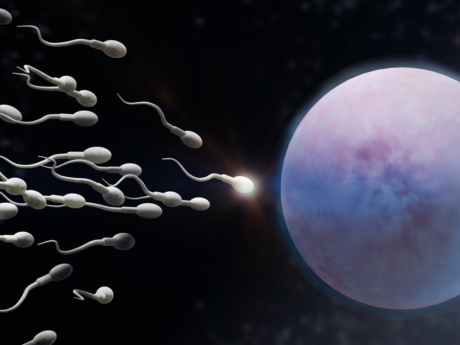 Fin a una creencia de 300 años: descubren que los espermatozoides no nadan como creíamos