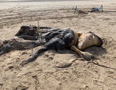 El extraño cadáver encontrado en las playas de Inglaterra que levanta todo tipo de teorías