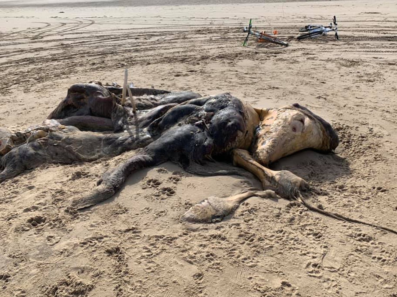 El extraño cadáver encontrado en las playas de Inglaterra que levanta todo tipo de teorías