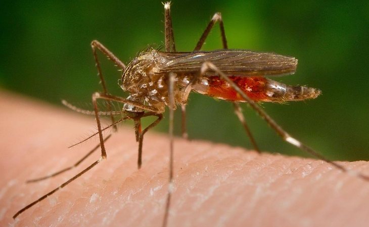 El mosquito 'aedes japonicus' transmite el virus del Nilo
