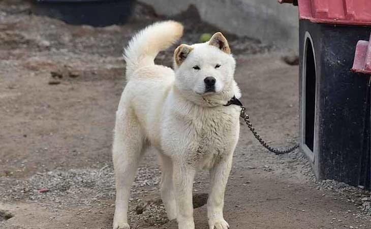 Se acabaron los perros como mascota en Corea del Norte