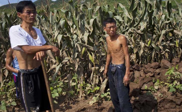 Campos de trigo en Corea del Norte