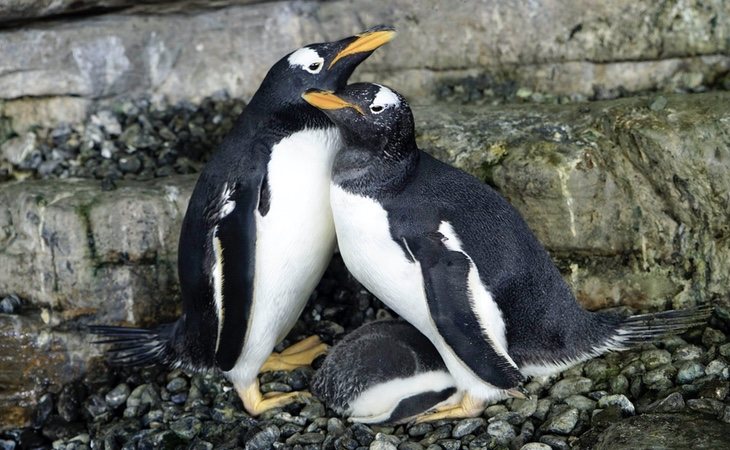 Electra y Viola se han convertido en madres | Oceanogràphic de Valencia