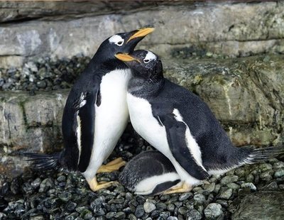 Dos pingüinos lesbianas consiguen ser mamás en un zoológico de Valencia
